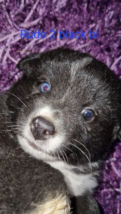 Miniature Australian Shepherd