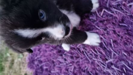 Miniature Australian Shepherd