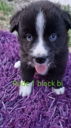 Miniature Australian Shepherd