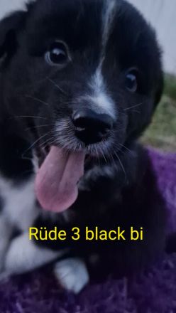 Miniature Australian Shepherd