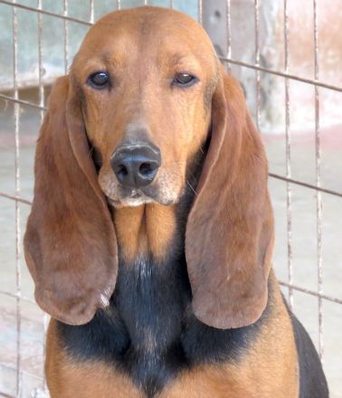 Ernie 2, männlicher Brackenmischling