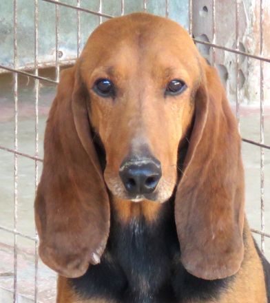 Ernie 2, männlicher Brackenmischling