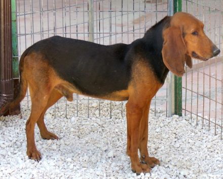 Ernie 2, männlicher Brackenmischling