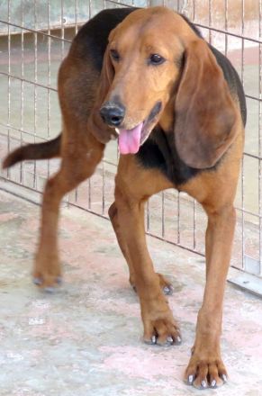 Ernie 2, männlicher Brackenmischling