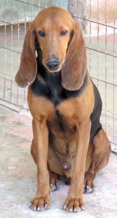 Ernie 2, männlicher Brackenmischling