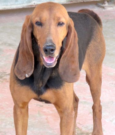 Ernie 2, männlicher Brackenmischling