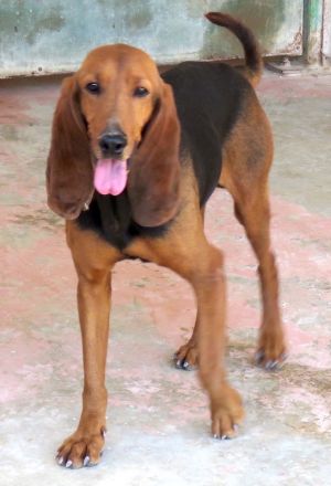 Ernie 2, männlicher Brackenmischling