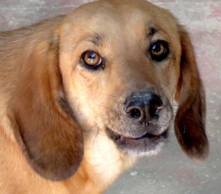 Lady 8, weiblicher Mischling