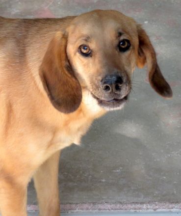 Lady 8, weiblicher Mischling