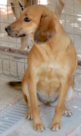 Lady 8, weiblicher Mischling