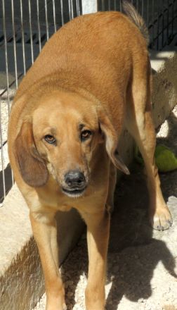 Lady 8, weiblicher Mischling