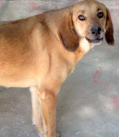 Lady 8, weiblicher Mischling