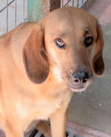 Lady 8, weiblicher Mischling