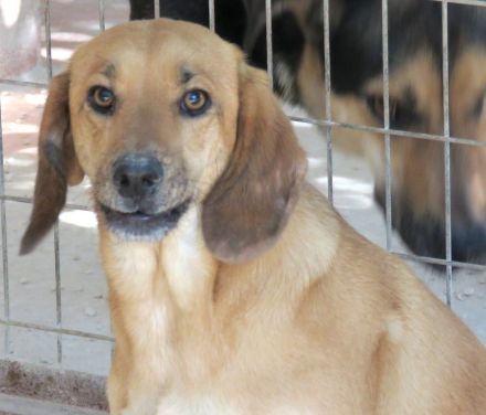 Lady 8, weiblicher Mischling