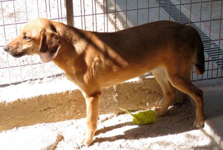 Lady 8, weiblicher Mischling