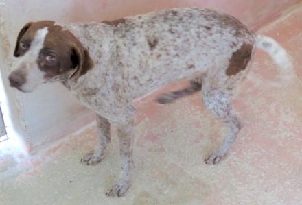 Martini, weiblicher Mischling (RESERVIERT)