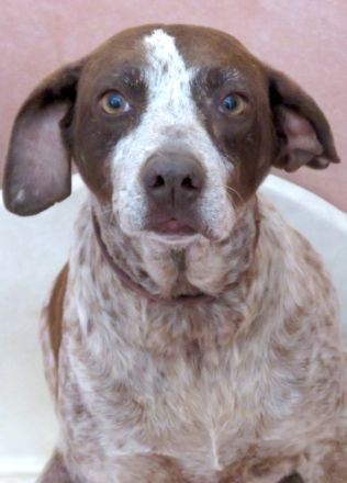 Martini, weiblicher Mischling (RESERVIERT)