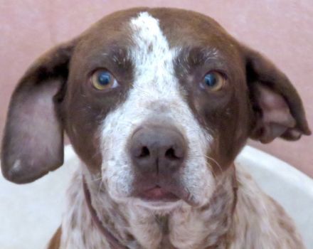 Martini, weiblicher Mischling (RESERVIERT)