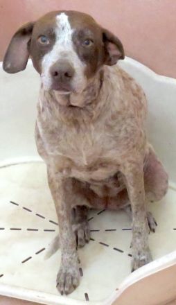 Martini, weiblicher Mischling (RESERVIERT)