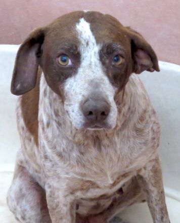 Martini, weiblicher Mischling (RESERVIERT)