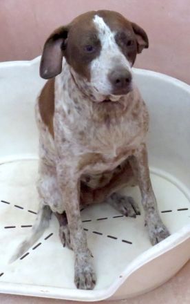 Martini, weiblicher Mischling (RESERVIERT)