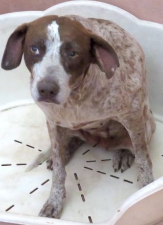 Martini, weiblicher Mischling (RESERVIERT)