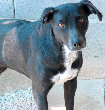 Lilo 2, weiblicher Mischling