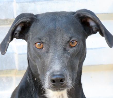 Lilo 2, weiblicher Mischling