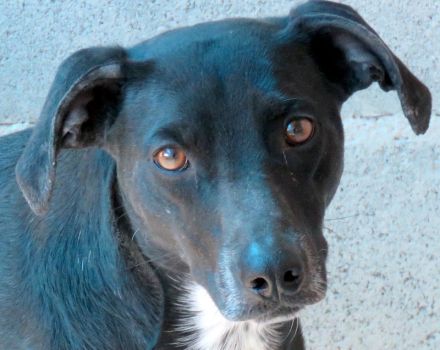 Lilo 2, weiblicher Mischling