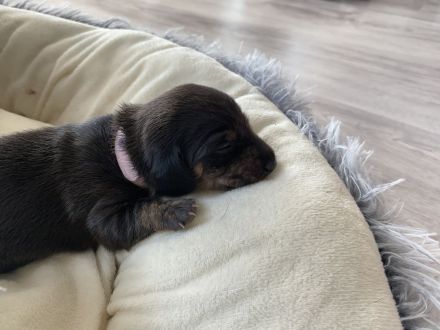 Zwergdackel Kurzhaar Welpen reinrassig