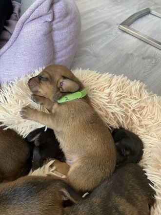 Zwergdackel Kurzhaar Welpen reinrassig