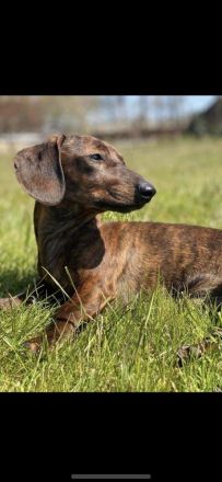 Zwergdackel Kurzhaar Welpen reinrassig