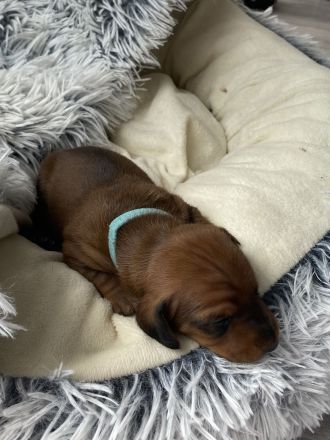 Zwergdackel Kurzhaar Welpen reinrassig