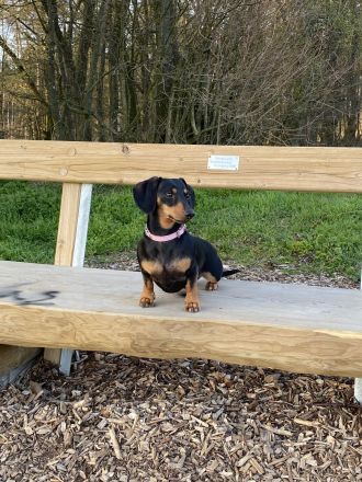 Zwergdackel Kurzhaar Welpen reinrassig