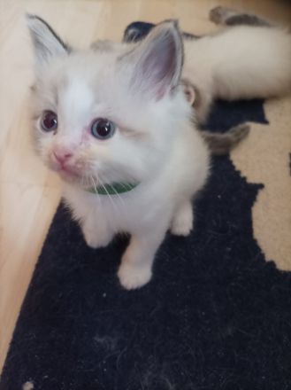 Ragdoll Kitten