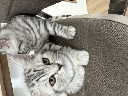 Zuckersüße BKH - reinrassig, handzahm :) geimpft, entw.