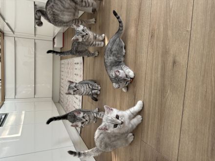 Zuckersüße BKH - reinrassig, handzahm :) geimpft, entw.