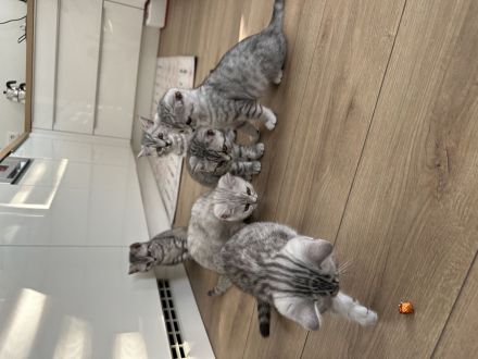 Zuckersüße BKH - reinrassig, handzahm :) geimpft, entw.