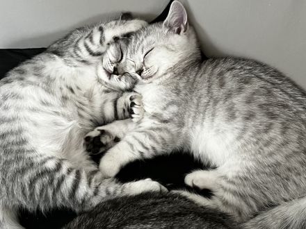 Zuckersüße BKH - reinrassig, handzahm :) geimpft, entw.