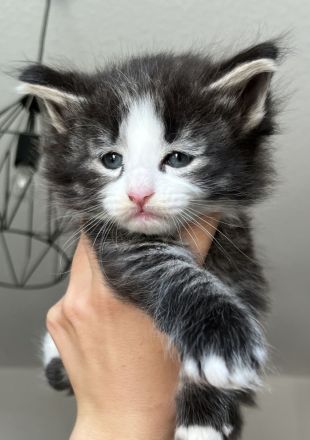 Norwegische Waldkatzen Kitten