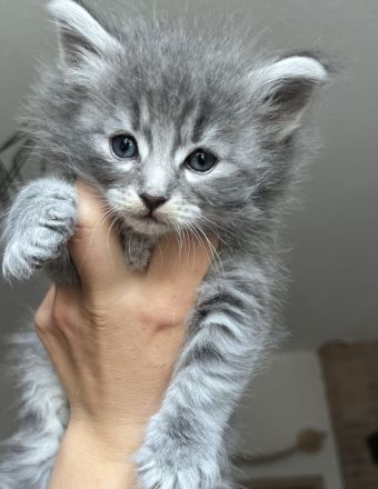 Norwegische Waldkatzen Kitten