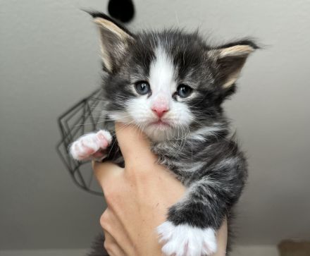 Norwegische Waldkatzen Kitten