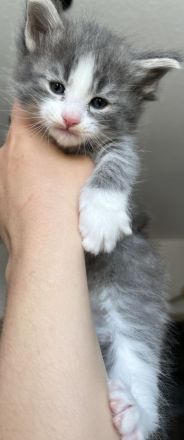 Norwegische Waldkatzen Kitten