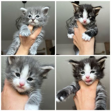 Norwegische Waldkatzen Kitten