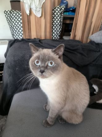 BKH Kitten suchen ein liebevolles Zu Hause