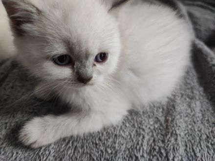 BKH Kitten suchen ein liebevolles Zu Hause