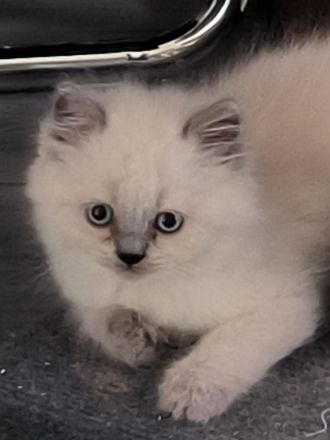 BKH Kitten suchen ein liebevolles Zu Hause