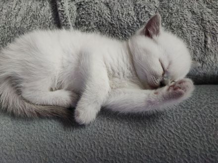 BKH Kitten suchen ein liebevolles Zu Hause