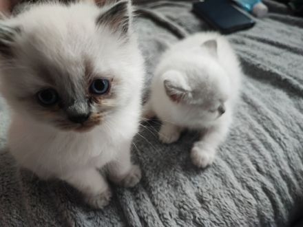 BKH Kitten suchen ein liebevolles Zu Hause