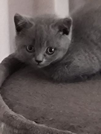 BKH Kitten suchen ein liebevolles Zu Hause